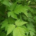 Rubus spectabilis leaf picture by jacksun (cc-by-sa)