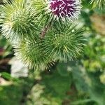 Arctium lappa flower picture by David Allsopp (cc-by-sa)