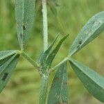 Trifolium squamosum leaf picture by margarida vila (cc-by-sa)