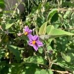 Solanum incanum flower picture by John Elias (cc-by-sa)