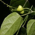 Plukenetia stipellata fruit picture by Nelson Zamora Villalobos (cc-by-nc)