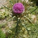 Cirsium ferox leaf picture by Forns Pau (cc-by-sa)