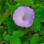 Ipomoea cordatotriloba flower picture by Tommy Duncan (cc-by-sa)