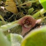 Asarum canadense flower picture by Kassie Slotty (cc-by-sa)