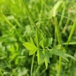 Pimpinella major leaf picture by lisl (cc-by-sa)