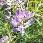 Lathyrus pubescens flower picture by Trap Hers (cc-by-sa)