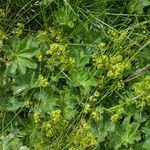 Alchemilla subcrenata flower picture by Martin Bishop (cc-by-sa)