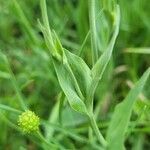 Ranunculus amplexicaulis leaf picture by Alexandre Crégu (cc-by-sa)