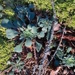 Saxifraga cuneifolia leaf picture by Jake Young (cc-by-sa)