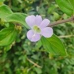 Barleria submollis flower picture by susan brown (cc-by-sa)