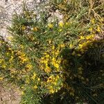 Genista corsica habit picture by Patrice Nodet (cc-by-sa)