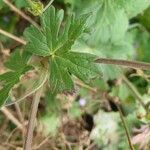 Geranium pyrenaicum leaf picture by tsering (cc-by-sa)