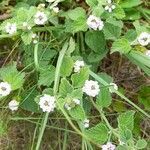 Lippia junelliana habit picture by Trap Hers (cc-by-sa)