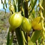 Epidendrum bogotense fruit picture by Gabriel OLLIVIER (cc-by-sa)