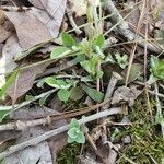 Antennaria plantaginifolia habit picture by Joshua Kuykendall (cc-by-sa)