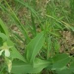 Lathyrus ochrus leaf picture by Scrilli Dudu (cc-by-sa)