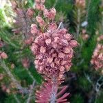 Erica vagans fruit picture by Manuel Barón (cc-by-sa)