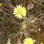 Launaea fragilis flower picture by Maria Bañeres (cc-by-sa)