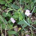 Convolvulus arvensis habit picture by Sabina Hartmann (cc-by-sa)