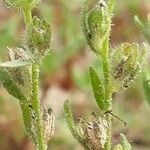 Linaria arenaria fruit picture by Emmanuel Cosson (cc-by-sa)