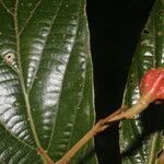 Ocotea mollifolia leaf picture by Nelson Zamora Villalobos (cc-by-nc)