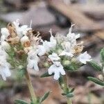 Thymus carnosus flower picture by Santoyo Javier (cc-by-sa)