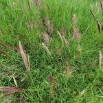 Tetrapogon roxburghiana habit picture by susan brown (cc-by-sa)