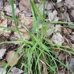 Carex pedunculata leaf picture by Catherine Russell (cc-by-sa)