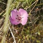 Calochortus splendens flower picture by Lucas Rohm (cc-by-sa)