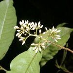 Ardisia guianensis flower picture by Nelson Zamora Villalobos (cc-by-nc)