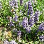 Ajuga reptans flower picture by Nerez Martin (cc-by-sa)