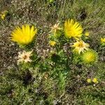 Grindelia squarrosa flower picture by Jeska Toma (cc-by-sa)