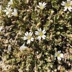 Cerastium alpinum flower picture by Meyer Christian (cc-by-sa)