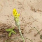 Tragopogon ucrainicus flower picture by Alexander Baransky (cc-by-sa)