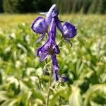 Aconitum columbianum flower picture by tyler munson (cc-by-sa)