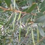 Acacia longifolia fruit picture by Arturo Castellano (cc-by-sa)