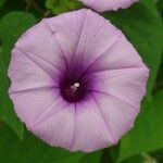 Ipomoea tiliacea flower picture by SINAC Pérez Greivin (cc-by-sa)