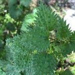 Urtica atrovirens leaf picture by Patrice Nodet (cc-by-sa)