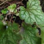 Heuchera americana leaf picture by P. S. B (cc-by-sa)