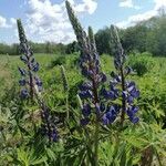 Lupinus polyphyllus flower picture by S. Katharina (cc-by-sa)