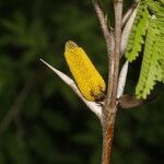 Vachellia cornigera flower picture by Nelson Zamora Villalobos (cc-by-nc)