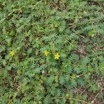 Tribulus terrestris habit picture by Alain Lagrave (cc-by-sa)