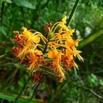 Platanthera ciliaris flower picture by Sara DeCoeur (cc-by-sa)