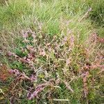 Atriplex laciniata habit picture by Udo Herkommer (cc-by-sa)