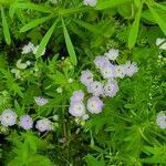 Phacelia purshii flower picture by Jenny Haas (cc-by-sa)