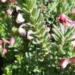 Erica erigena leaf picture by Salvat María Ángela (cc-by-sa)