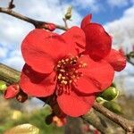 Chaenomeles japonica flower picture by Sameline Richem-Mouhamed (cc-by-sa)