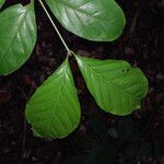 Guarea pubescens leaf picture by Lisa Moreno (cc-by-sa)