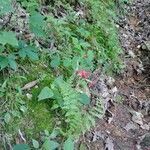 Silene virginica habit picture by Aaron Harp (cc-by-sa)