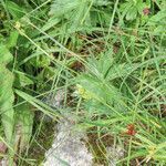 Carex pallescens habit picture by Emanuele Santarelli (cc-by-sa)